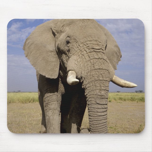 Alfombrilla De Ratón Kenia: Parque Nacional Amboseli, elefante masculin (Frente)