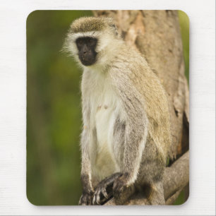 Alfombrilla De Ratón Kenia, Parque Nacional del Lago Nakuru. Vervet