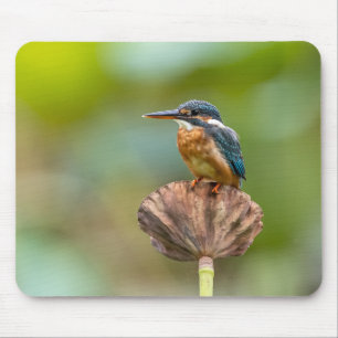 Alfombrilla De Ratón kingfisher, animal, naturaleza