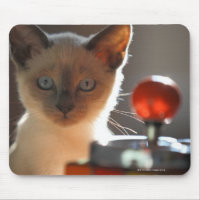 Kitten siamés