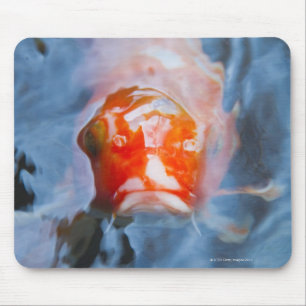 Alfombrilla De Ratón Koi Carp (Cyprinus carpio), Japón