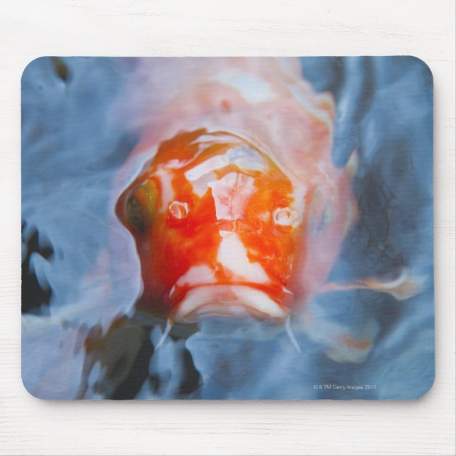 Alfombrilla De Ratón Koi Carp (Cyprinus carpio), Japón (Frente)