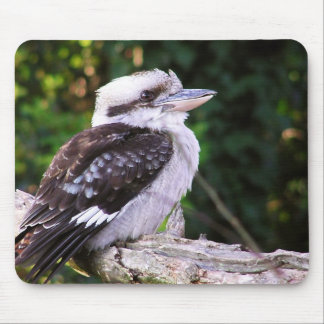 Alfombrilla De Ratón Kookaburra Mousepad