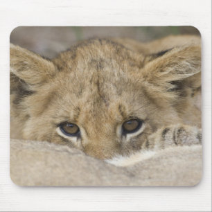 Alfombrilla De Ratón La cara de Cub de león