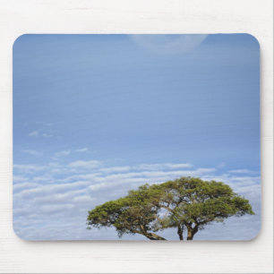 Alfombrilla De Ratón La Espina de los Paraguas Acacia, Acacia tortilis 