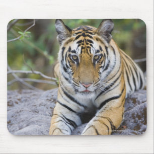 Alfombrilla De Ratón La India, parque nacional de Bandhavgarh, cachorro