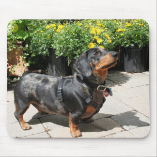 Alfombrilla De Ratón La plata Dapple al compinche 2 del Dachshund