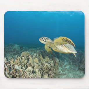Alfombrilla De Ratón La tortuga marina verde, (Chelonia mydas), es la 3