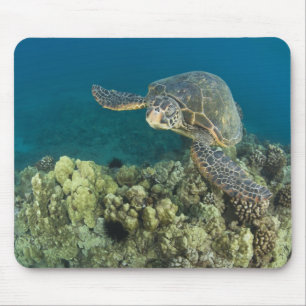 Alfombrilla De Ratón La tortuga verde del mar, (Chelonia mydas), es la 