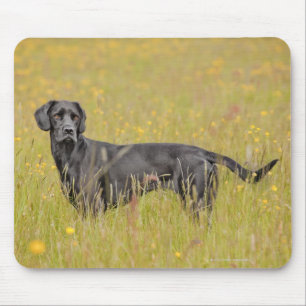 Alfombrilla De Ratón Labrador negro 16 meses 2