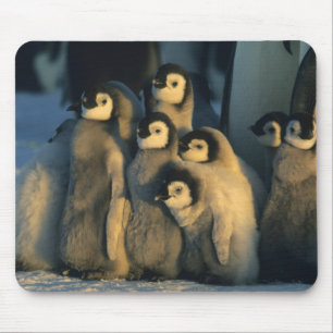 Alfombrilla De Ratón Ladrillos del emperador pingüino en creche, apteno