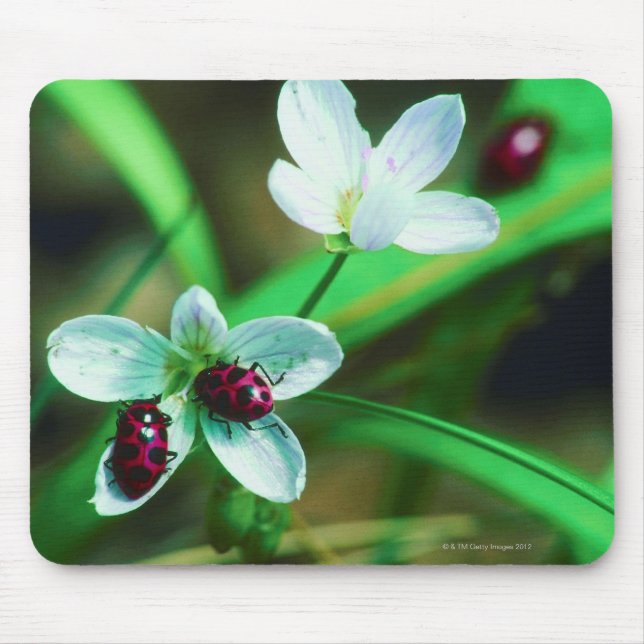 Alfombrilla De Ratón Ladybug (Frente)