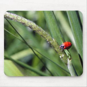 Alfombrilla De Ratón Ladybug (Coccinellidae)