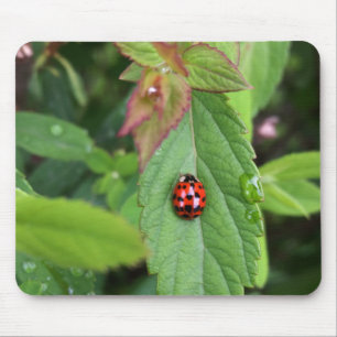 Alfombrilla De Ratón ladybug en la hoja