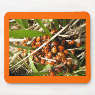 Alfombrilla De Ratón Ladybugs (Coccinellidae)