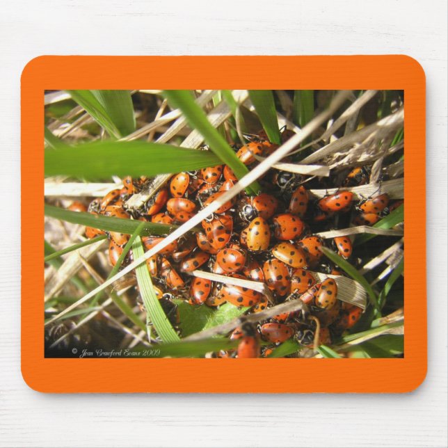Alfombrilla De Ratón Ladybugs (Coccinellidae) (Frente)