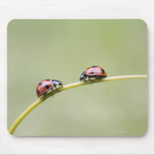 Alfombrilla De Ratón Ladybugs on stem, Biei, Hokkaido (Japón)