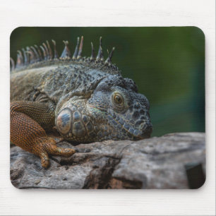 Alfombrilla De Ratón lagarto, iguana, naturaleza