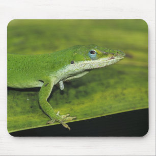 Alfombrilla De Ratón Lagarto verde, Anolis carolinensis, adulto en palm