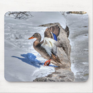 Alfombrilla De Ratón Landing Mallard Duck Birdlover Wildlife Photo