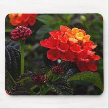 Lantana de la pista roja naranja #1-2 para la almo