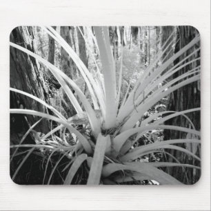 Alfombrilla De Ratón Las tillandsias epífitas son comunes en la Florida