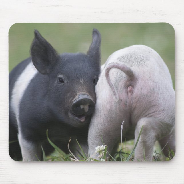 Alfombrilla De Ratón Lechones de Twp; Cochinillos lindos en campo (Frente)