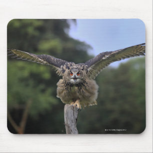 Alfombrilla De Ratón Lechuza águila (Bubo bubo)