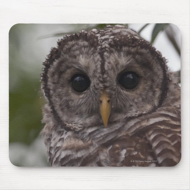 Alfombrilla De Ratón Lechuza Barred Juvenil (Strix varia) (Frente)