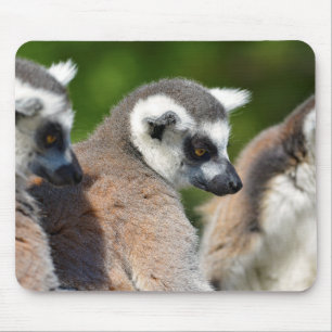 Alfombrilla De Ratón Lémur de cola anillada