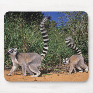 Alfombrilla De Ratón Lémures de cola anillada (Lemur Catta), Berenty