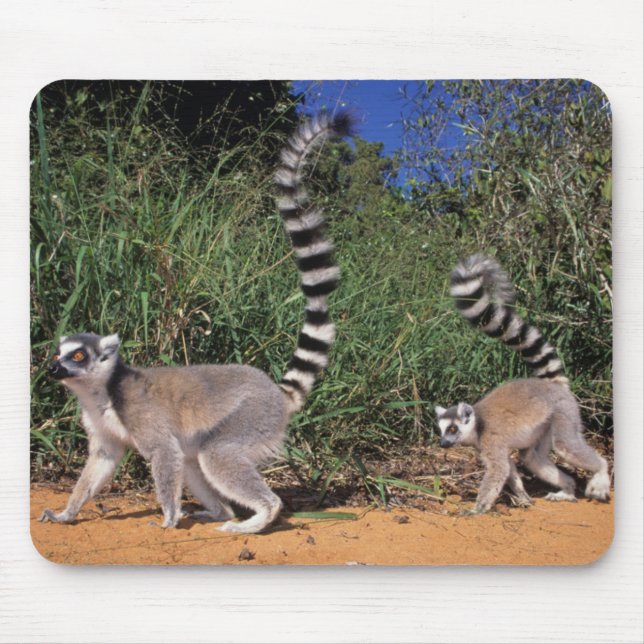 Alfombrilla De Ratón Lemures (Lemur Catta), Berenty (Frente)