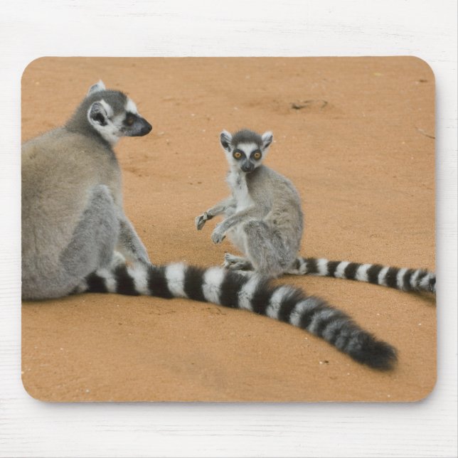 Alfombrilla De Ratón Lemurs de cola anillada (Lemur catta), Berenty (Frente)