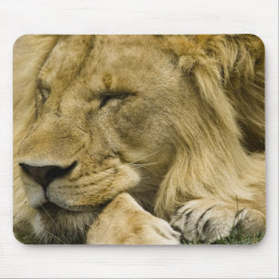 Alfombrilla De Ratón León africano, Panthera leo, acostado dormido