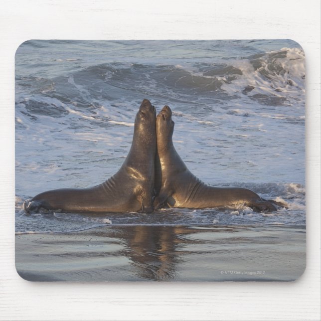 Alfombrilla De Ratón León del Mar de California (Frente)