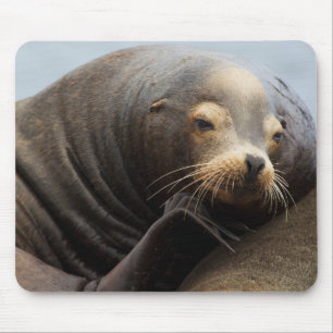Alfombrilla De Ratón León Marino de California Descansando