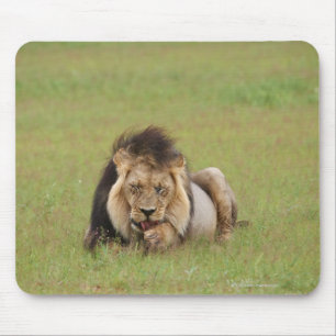 Alfombrilla De Ratón león masculino, Panthera leo, limpiándose,