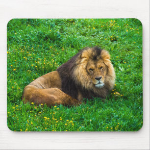 Alfombrilla De Ratón León que se relaja en foto de la hierba verde