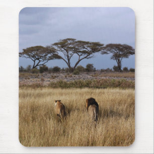 Alfombrilla De Ratón Leones en una África llana