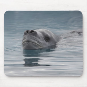 Alfombrilla De Ratón leopardo de las focas que nada