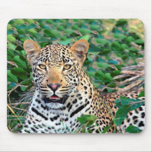 Alfombrilla De Ratón Leopardo salvaje en África