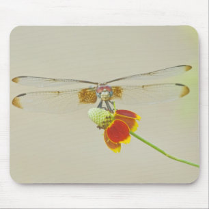 Alfombrilla De Ratón Libélula (Dythemis fugax) en Mexicano