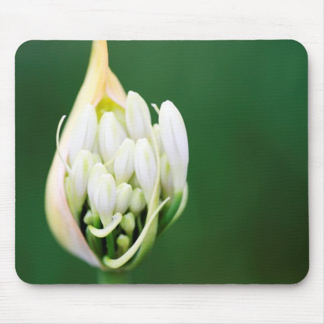Alfombrilla De Ratón Lily africana, Agapanthus Praecox, Ciudad del Cabo (Frente)
