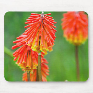 Alfombrilla De Ratón Lily de la antorcha (Kniphofia Uvaria), Cabo Occid