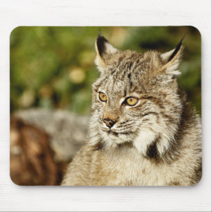 Alfombrilla De Ratón Lince canadiense