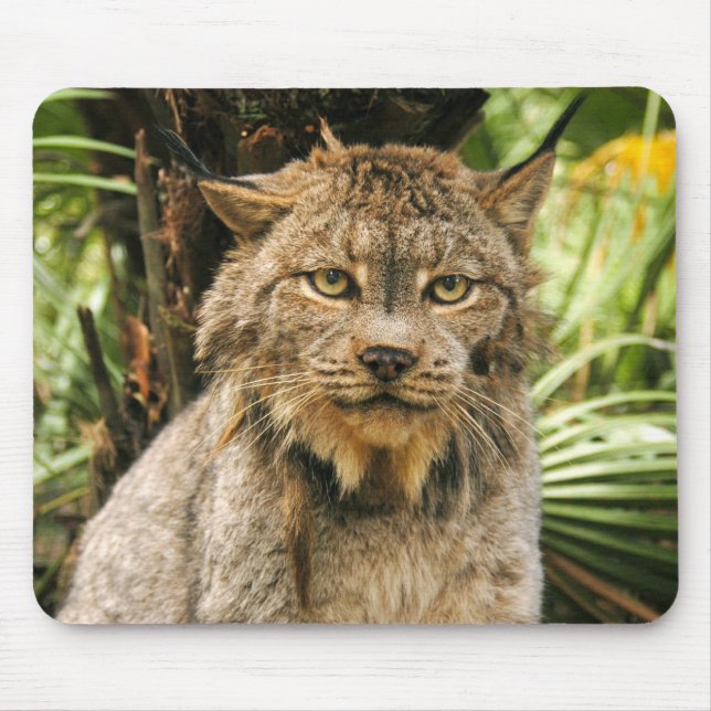 Alfombrilla De Ratón Lince canadiense 4200e (Frente)