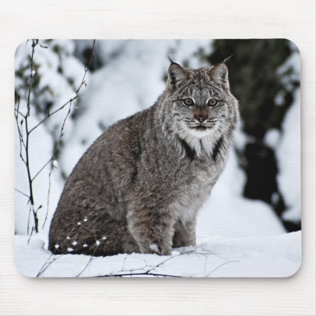 Alfombrilla De Ratón Lince canadiense en la nieve (Frente)