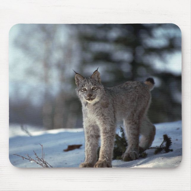 Alfombrilla De Ratón Lince de Canadá en nieve (Frente)