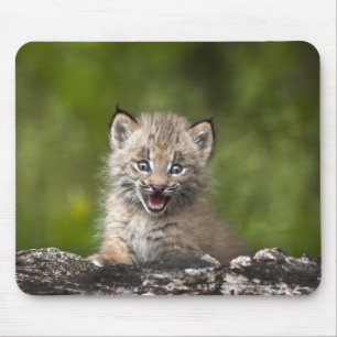 Alfombrilla De Ratón Lince del bebé (lince Canadensis) que mira sobre 