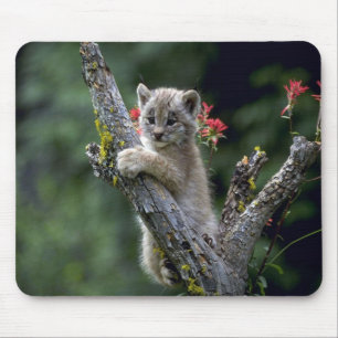 Alfombrilla De Ratón Lince-pequeño gatito de Canadá